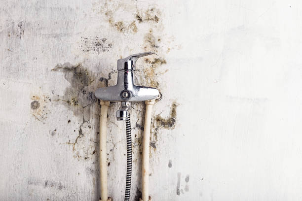Best Mold Remediation for Specific Building Types in Laramie, WY