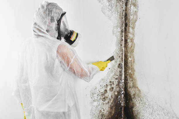 Best Mold Testing and Inspection Services in Laramie, WY