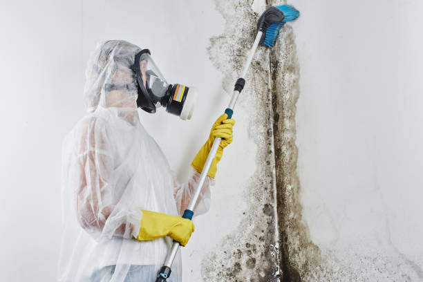 Best Black Mold Remediation in Laramie, WY