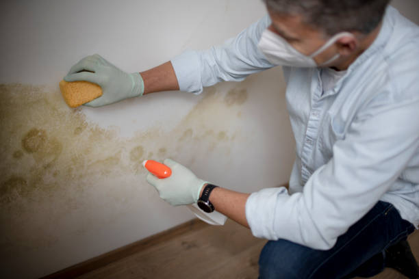 Best Localized Mold Remediation (e.g., coastal areas, humid climates) in Laramie, WY