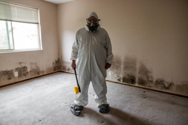 Best Basement Mold Remediation in Laramie, WY