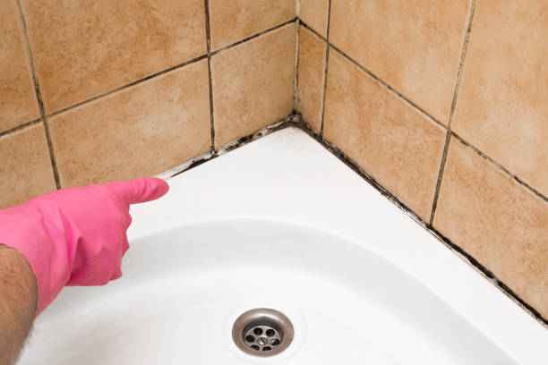 Best Attic Mold Remediation in Laramie, WY